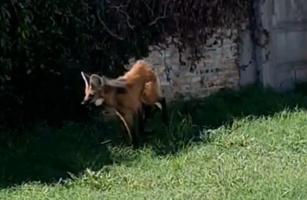 Sorpresa en Rafaela: atraparon un Aguará Guazú