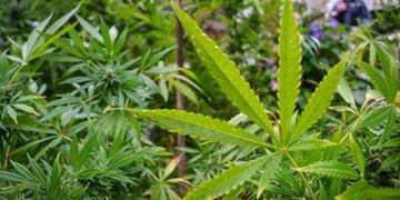 La vivienda contaba con un invernadero de marihuana (Policía de Córdoba / foto ilustrativa).