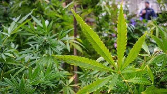 La vivienda contaba con un invernadero de marihuana (Policía de Córdoba / foto ilustrativa).