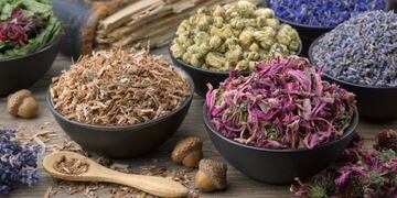 Tres Arroyos: Taller de Plantas Silvestres Comestibles