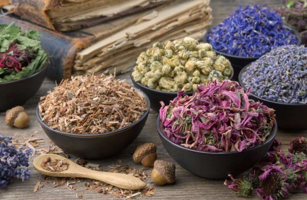 Tres Arroyos: Taller de Plantas Silvestres Comestibles