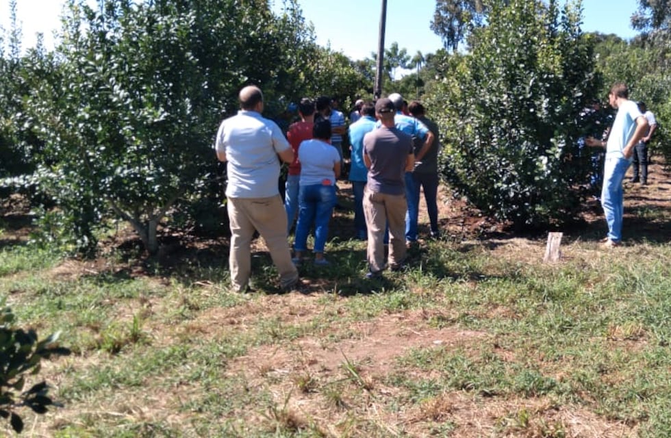 El Soberbio: capacitación a productores de Yerba Mate