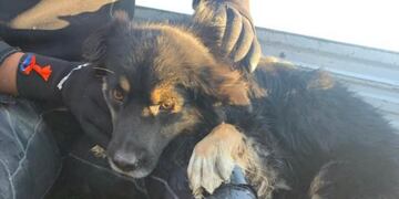 Finalmente, el perrito se encuentra fuera de peligro.