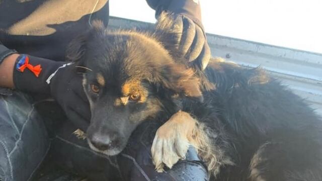 Finalmente, el perrito se encuentra fuera de peligro.