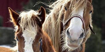 Viral: fue a cortarse el pelo en Tandil y “estacionó” su caballo en la puerta del local