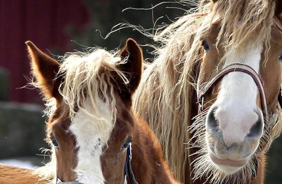 Viral: fue a cortarse el pelo en Tandil y “estacionó” su caballo en la puerta del local