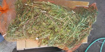 La Policía incautó plantas de marihuana y hojas que habían secado y embolsado.