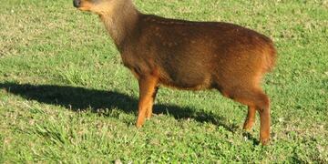 Vecinos de Trevelin, Chubut, vieron a dos Pudú Pudú nadando en el río Arrayanes.