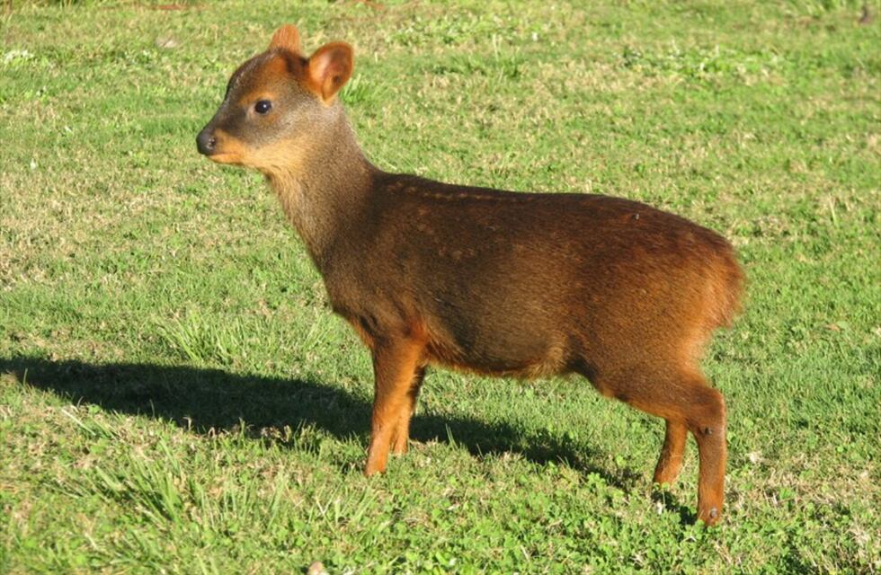Vecinos de Chubut filmaron a dos especies de Pudú Pudú mientras nadaban en el río Arrayanes