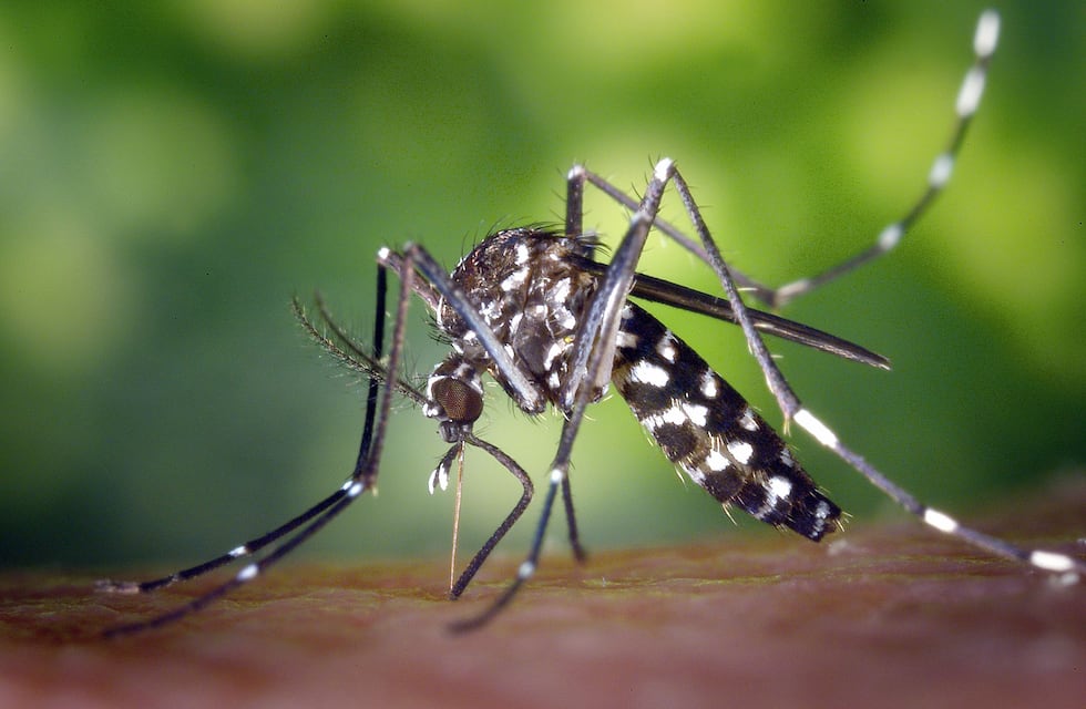 Dengue en Rafaela: abren los CAPS el fin de semana, con más de 1217 casos acumulados en tres meses