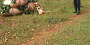 Evitan el robo de hoja verde en Oberá.