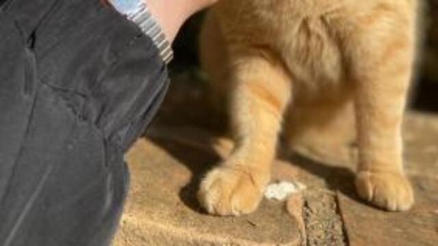 El quirófano móvil para la castración de animales continuará en Punta Mogotes.