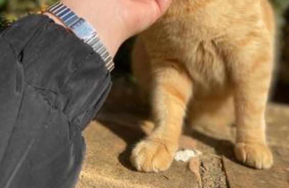 Nuevo Cronograma para la vacunación antirrábica y para el quirófano móvil de mascotas