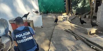 Los animales recuperados por la Policía de Córdoba.
