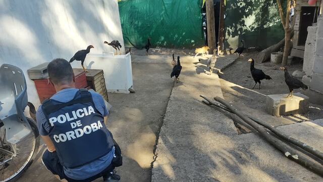 Los animales recuperados por la Policía de Córdoba.