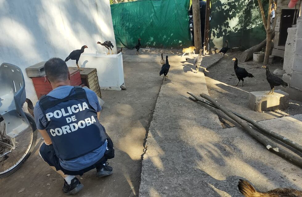 Córdoba: tenía 10 gallos en su casa y lo detuvieron por maltratarlos