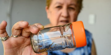 Hay barrios de Córdoba en los que los alacranes son una plaga. (José Hernández/La Voz).