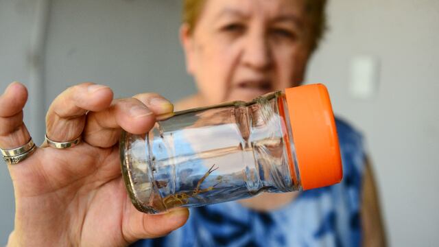 Hay barrios de Córdoba en los que los alacranes son una plaga. (José Hernández/La Voz).
