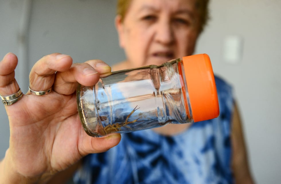 Hospital de Niños de Córdoba: atienden hasta siete picaduras de alacrán por día