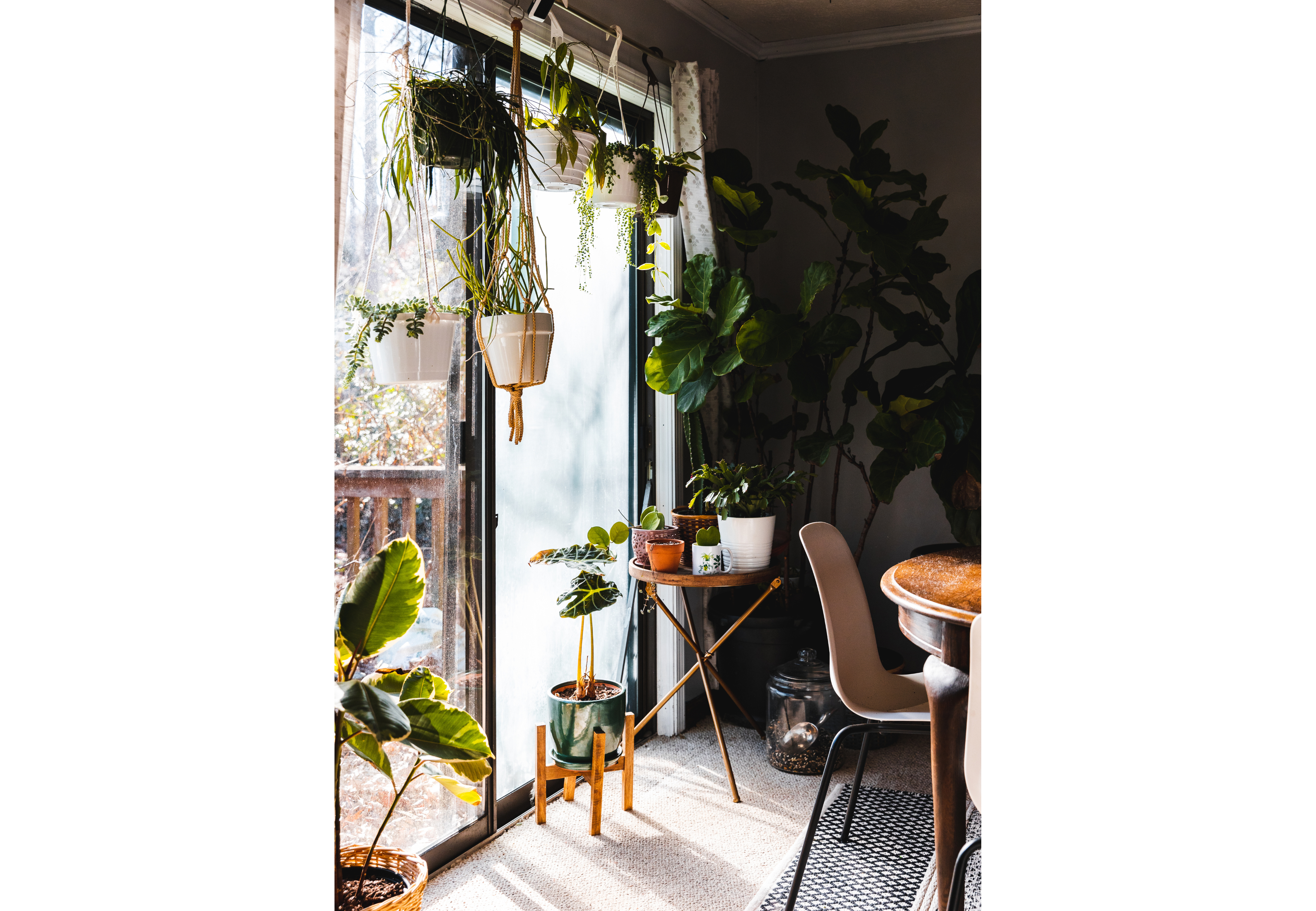 Qué plantas tener en el hogar.