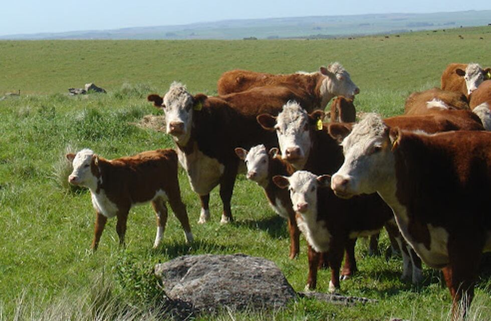 Impresionante nacimiento de un ternero con dos cabezas en Colonia Vignaud: los vecinos quedaron impactados