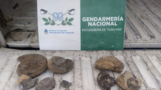 Las piezas paleontológicas secuestradas por Gendarmería durante un operativo en Ruta 40 en la localidad de Pareditas. Gentileza Gendarmería Nacional