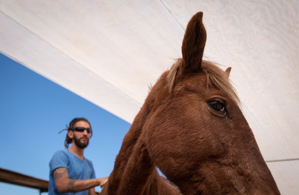 El municipio denunció un posible caso de maltrato animal