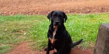 Desesperada búsqueda de “Negrita”, una labradora desaparecida en Oberá.