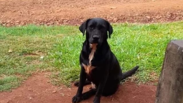 Desesperada búsqueda de “Negrita”, una labradora desaparecida en Oberá.