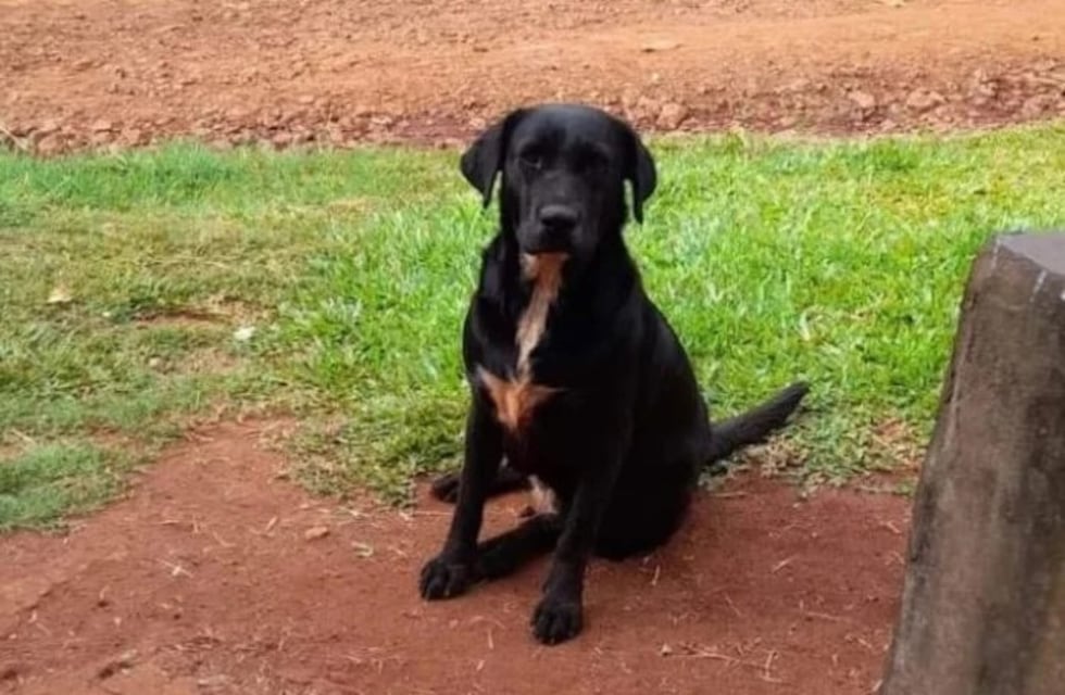 Desesperada búsqueda de “Negrita”, una labradora desaparecida en Oberá