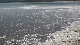 Debido a la ola de calor, miles de peces murieron en el dique Cruz del Eje.