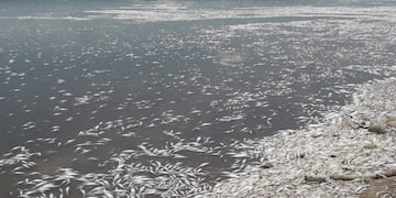 Debido a la ola de calor, miles de peces murieron en el dique Cruz del Eje.