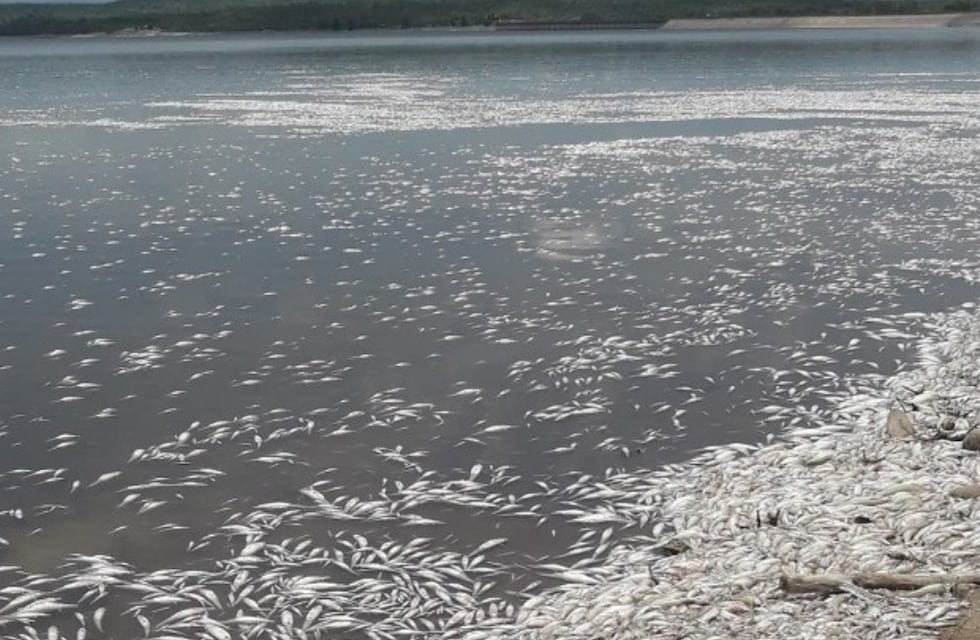 Triste escena en Cruz del Eje: por la ola de calor en Córdoba, miles de peces aparecieron muertos