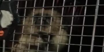 Un mono carayá fue rescatado de una casa en Barrio Oeste II