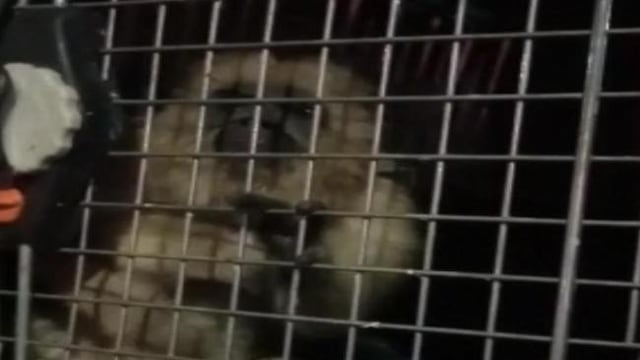 Un mono carayá fue rescatado de una casa en Barrio Oeste II