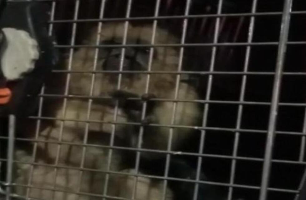 Un mono carayá fue rescatado de una casa en Barrio Oeste II