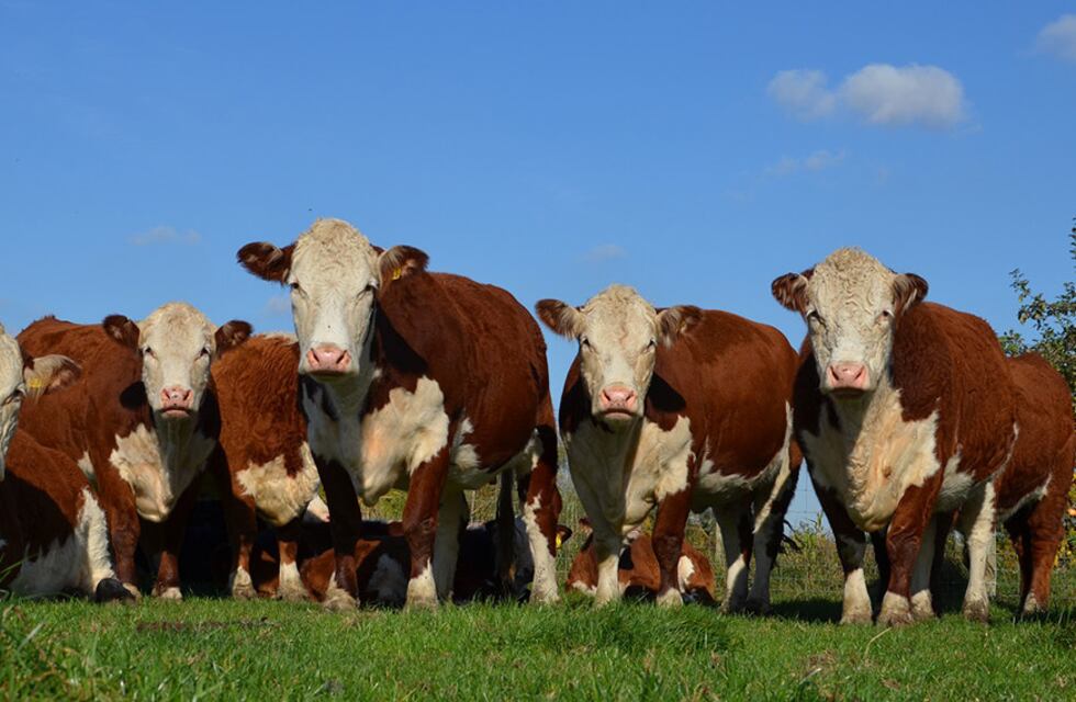 Campo en Tandil: realizan las exposiciones de otoño de las razas Hereford, Shorthorn y Limangus