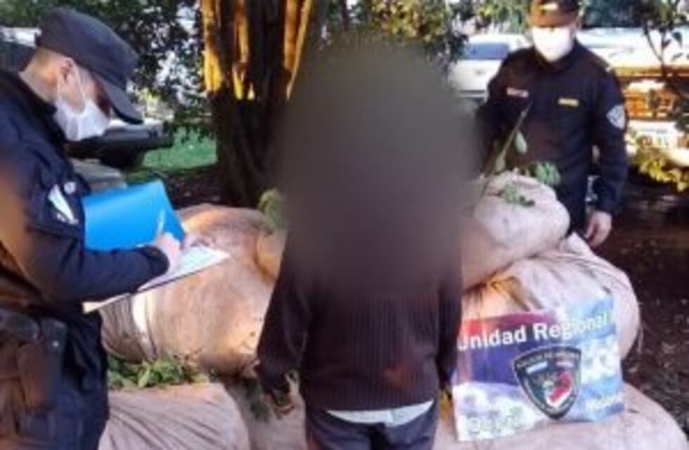 Lo detuvieron in fraganti cuando cosechaba yerba mate ajena en Campo Viera