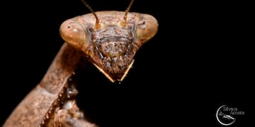 Retrato de Mantys religiosa.