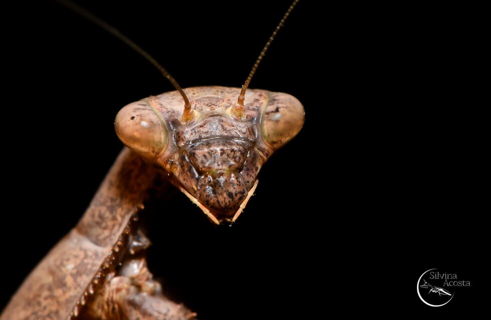 Silvina Acosta, la cordobesa apasionada por los insectos que se destaca por sus increíbles retratos