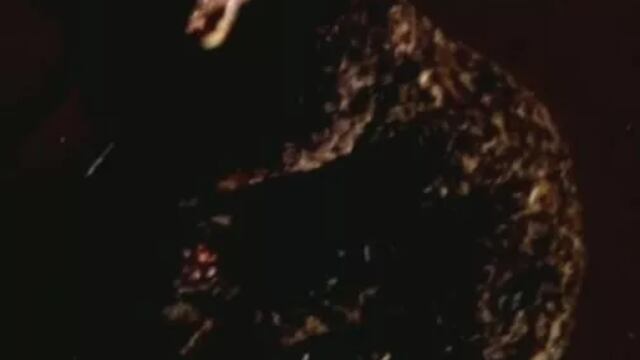 Atropellaron a un ocelote camino al aeropuerto de Iguazú