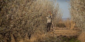 Más de 1.600 personas en la zona Sur solicitaron ingresar al programa Recuperagro luego de los daños de las heladas.