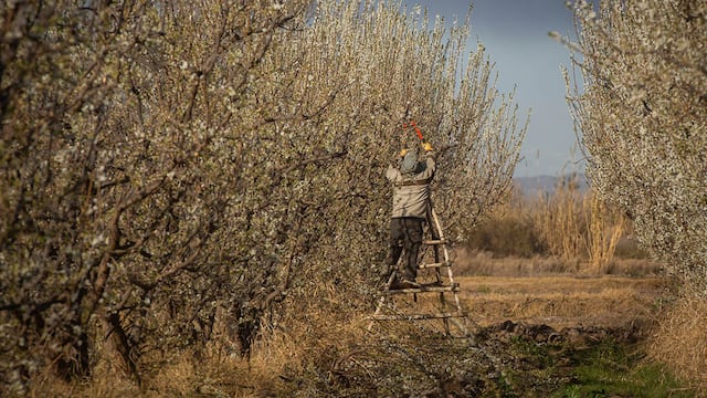 Más de 1.600 personas en la zona Sur solicitaron ingresar al programa Recuperagro luego de los daños de las heladas.