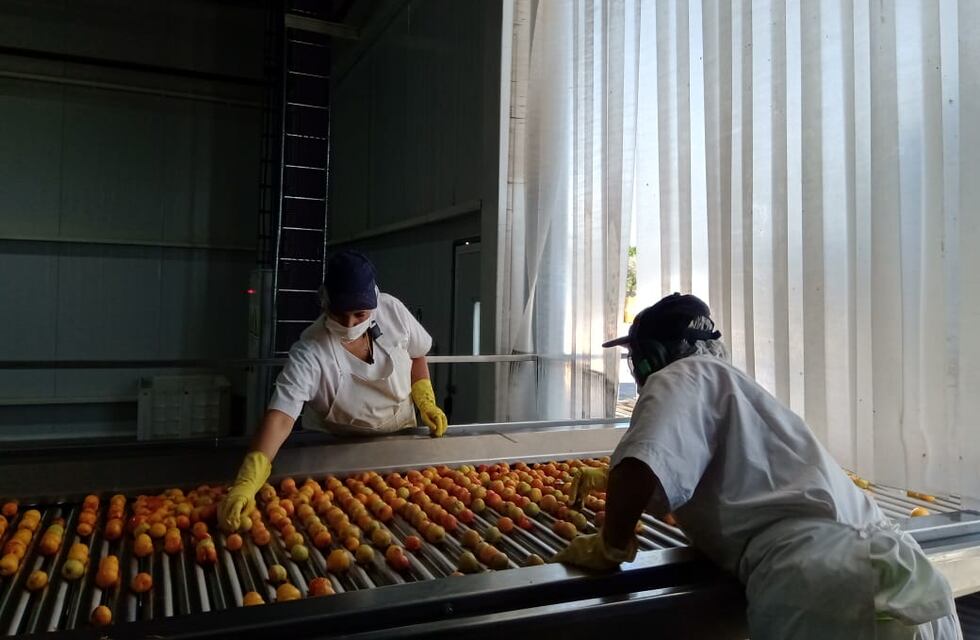 La Pulpera inició la nueva temporada procesando damasco