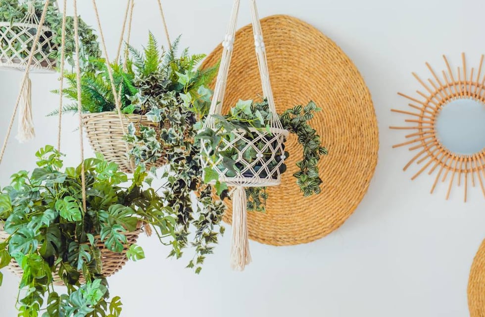 Conocé cuáles son las cinco plantas que no deberías tener en tu casa, según el Feng Shui