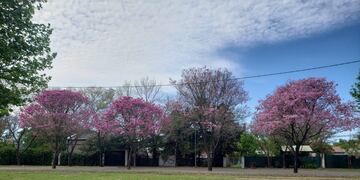 Plan de Forestación en Rafaela