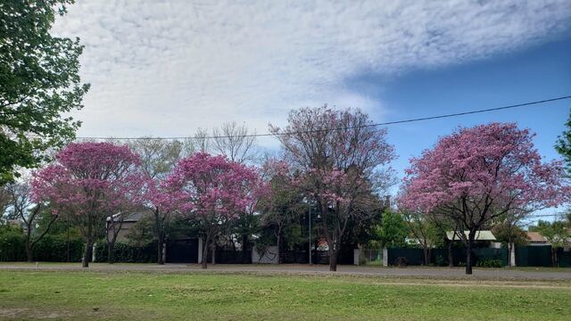 Plan de Forestación en Rafaela