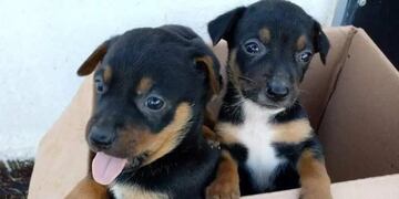 Bernardo de Irigoyen: impulsan proyecto sobre tenencia responsable de mascotas.