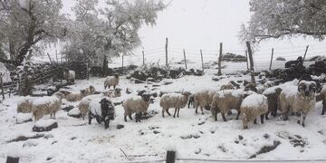 Alpa Corral amaneció cubierta de nieve (Gentileza).