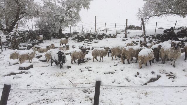 Alpa Corral amaneció cubierta de nieve (Gentileza).